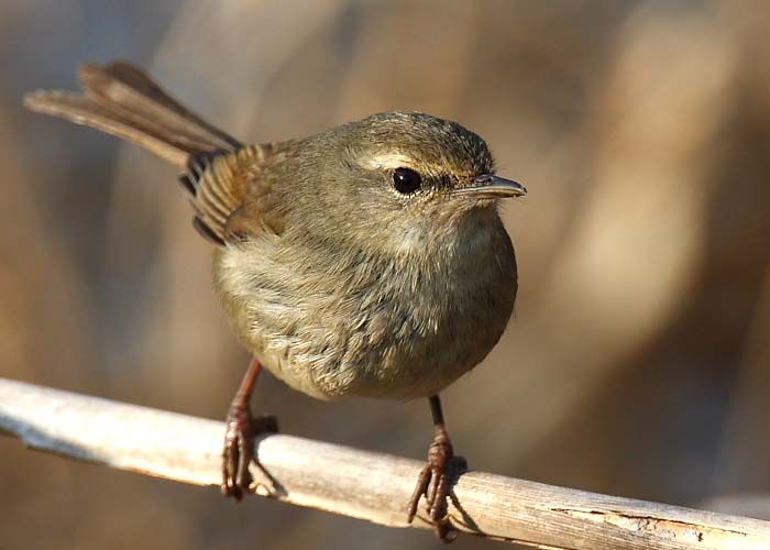 ウグイスの鳴き声 ホーホケキョ 以外にも違う鳴き声がある訳とは 司馬やんネット